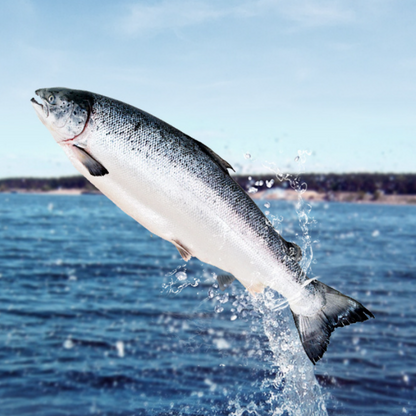 Sashimi-Grade Salmon Slices – 20 lb Bulk Foodservice Pack