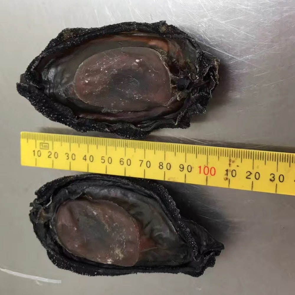 Black Gold Abalone (Whole in Shell) – Premium Foodservice Grade