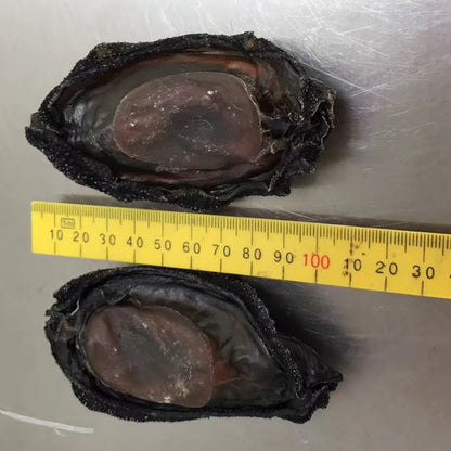 Black Gold Abalone (Whole in Shell) – Premium Foodservice Grade