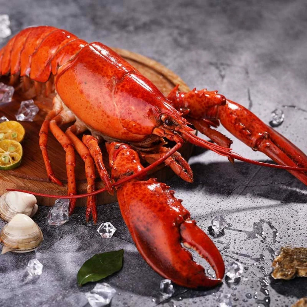 Premium Whole Lobster – Foodservice Grade for Fine Dining