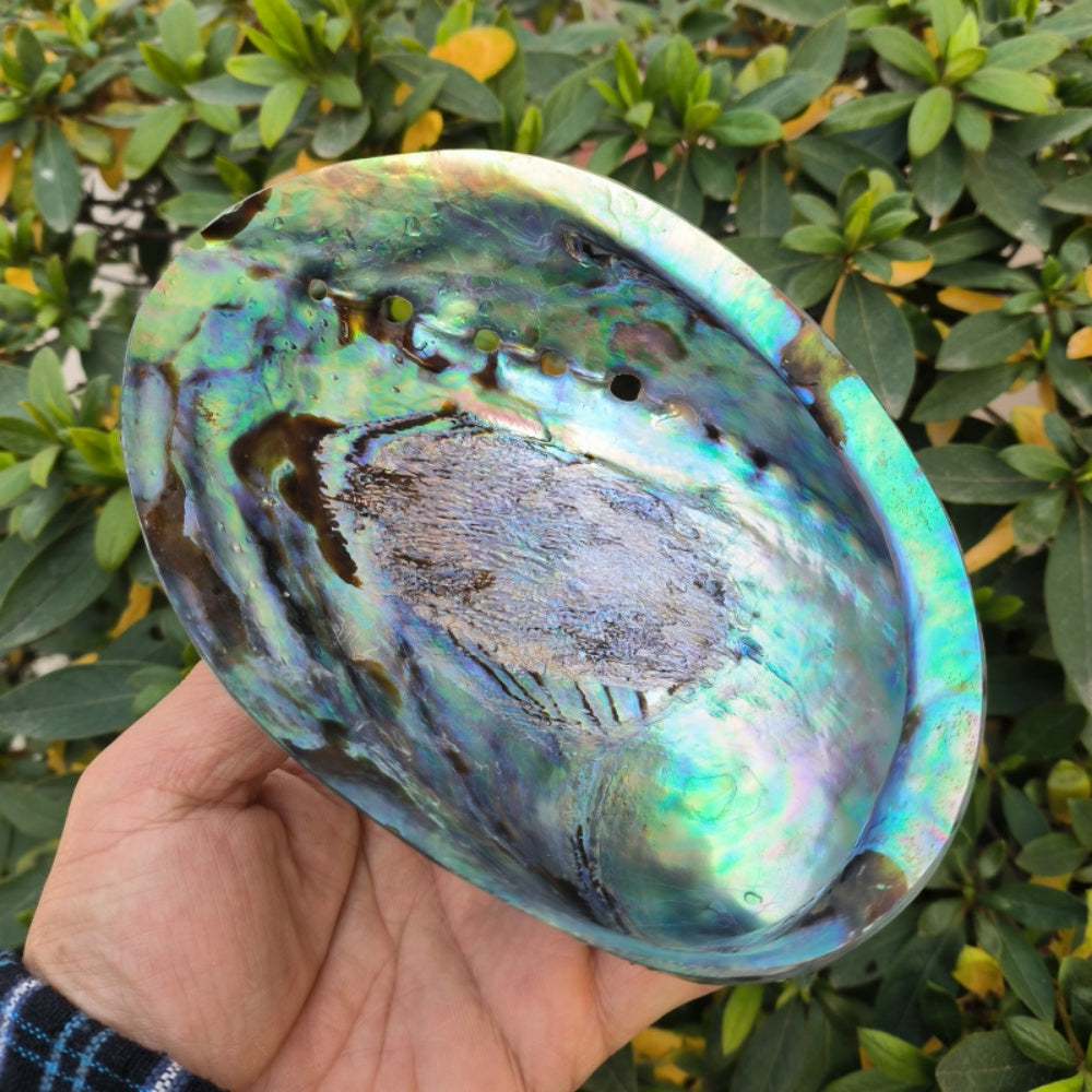 Black Gold Abalone (Whole in Shell) – Premium Foodservice Grade