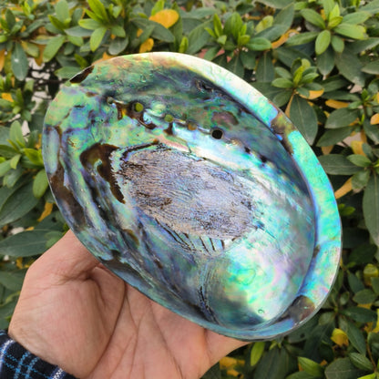 Black Gold Abalone (Whole in Shell) – Premium Foodservice Grade