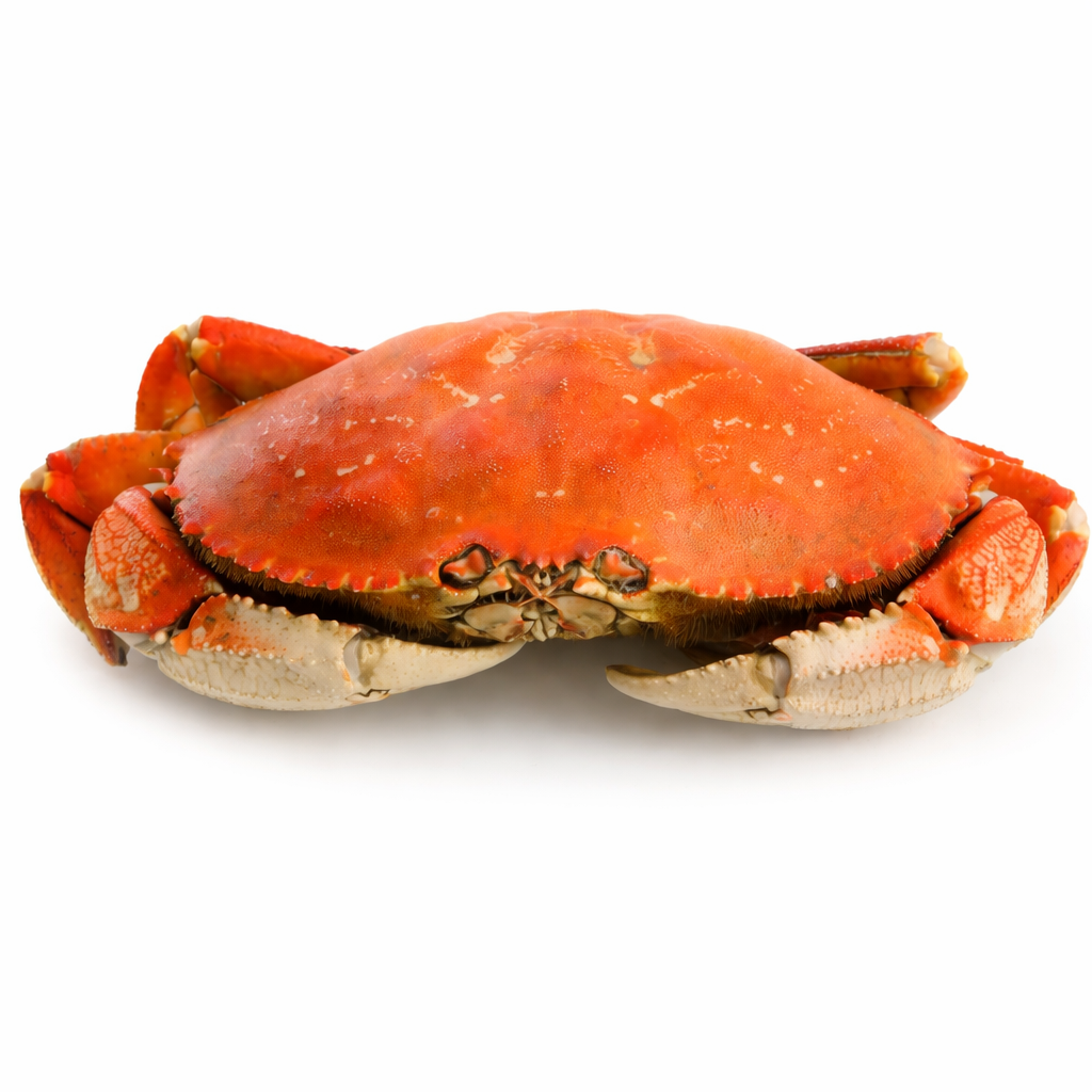 Premium Whole Cooked Crab – Restaurant Grade Seafood