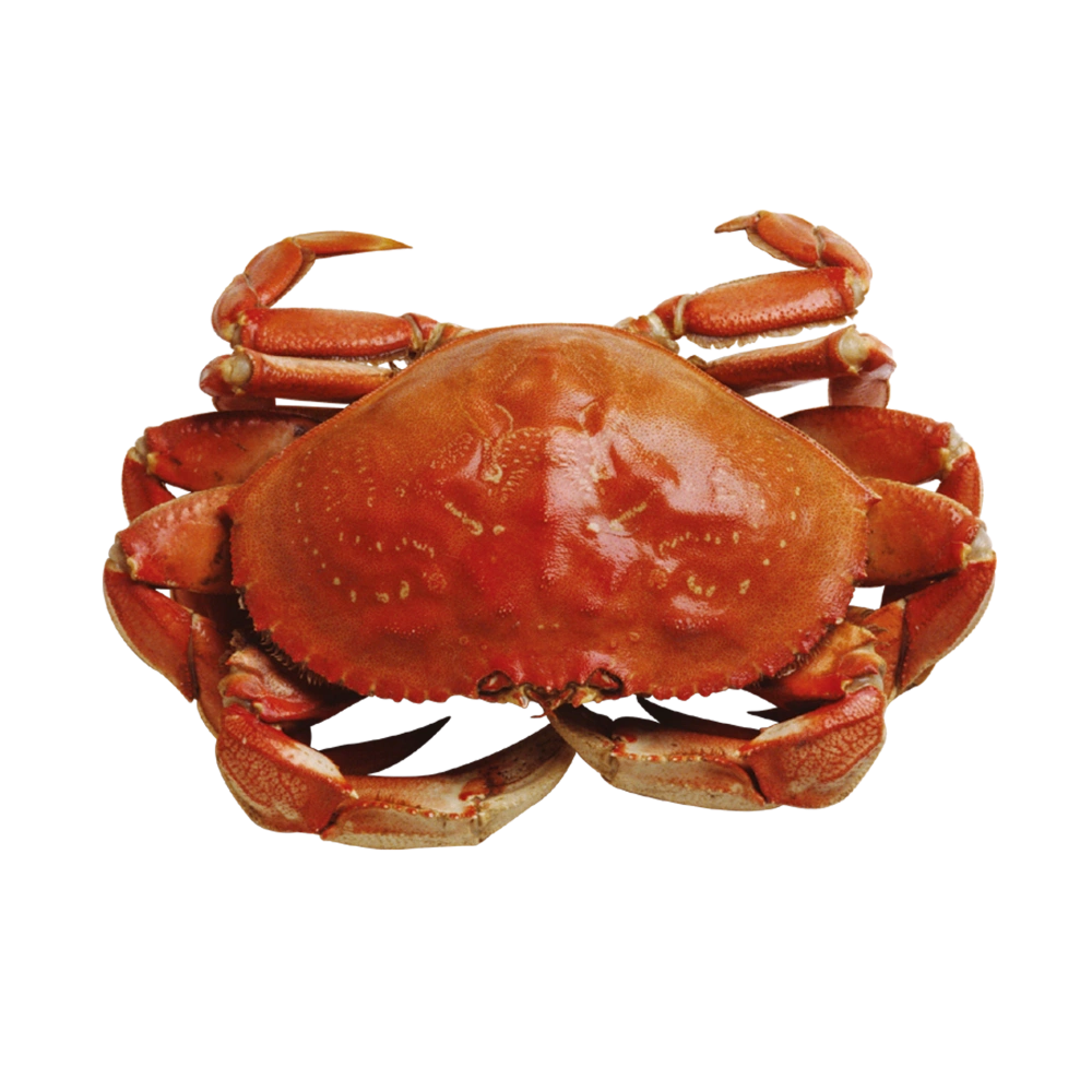 Premium Whole Cooked Crab – Restaurant Grade Seafood