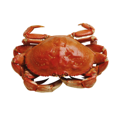 Premium Whole Cooked Crab – Restaurant Grade Seafood
